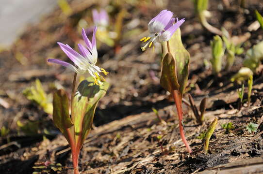 Imagem de Erythronium sibiricum (Fisch. & C. A. Mey.) Krylov