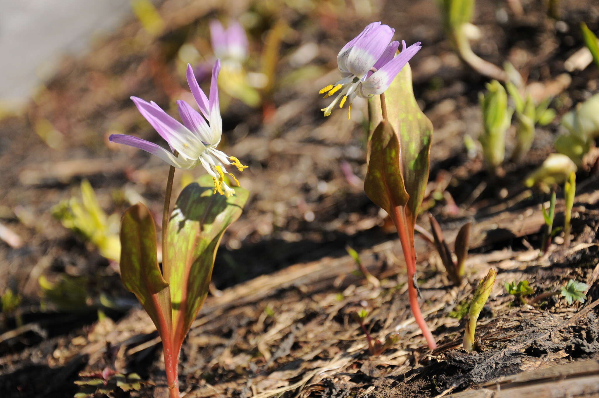 Imagem de Erythronium sibiricum (Fisch. & C. A. Mey.) Krylov