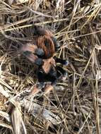 Image of Mexican redleg tarantula