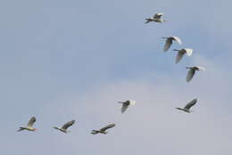 Image de Bubulcus ibis coromandus