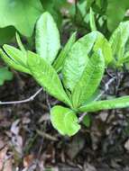 Image of Alabama azalea