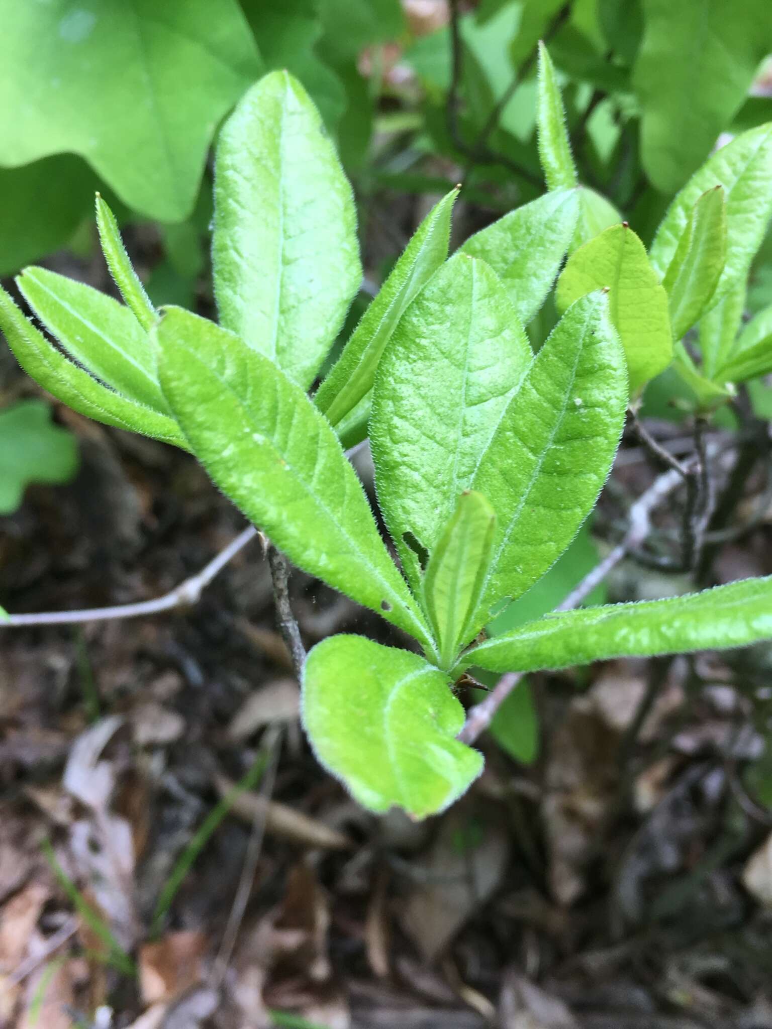 Image of Alabama azalea