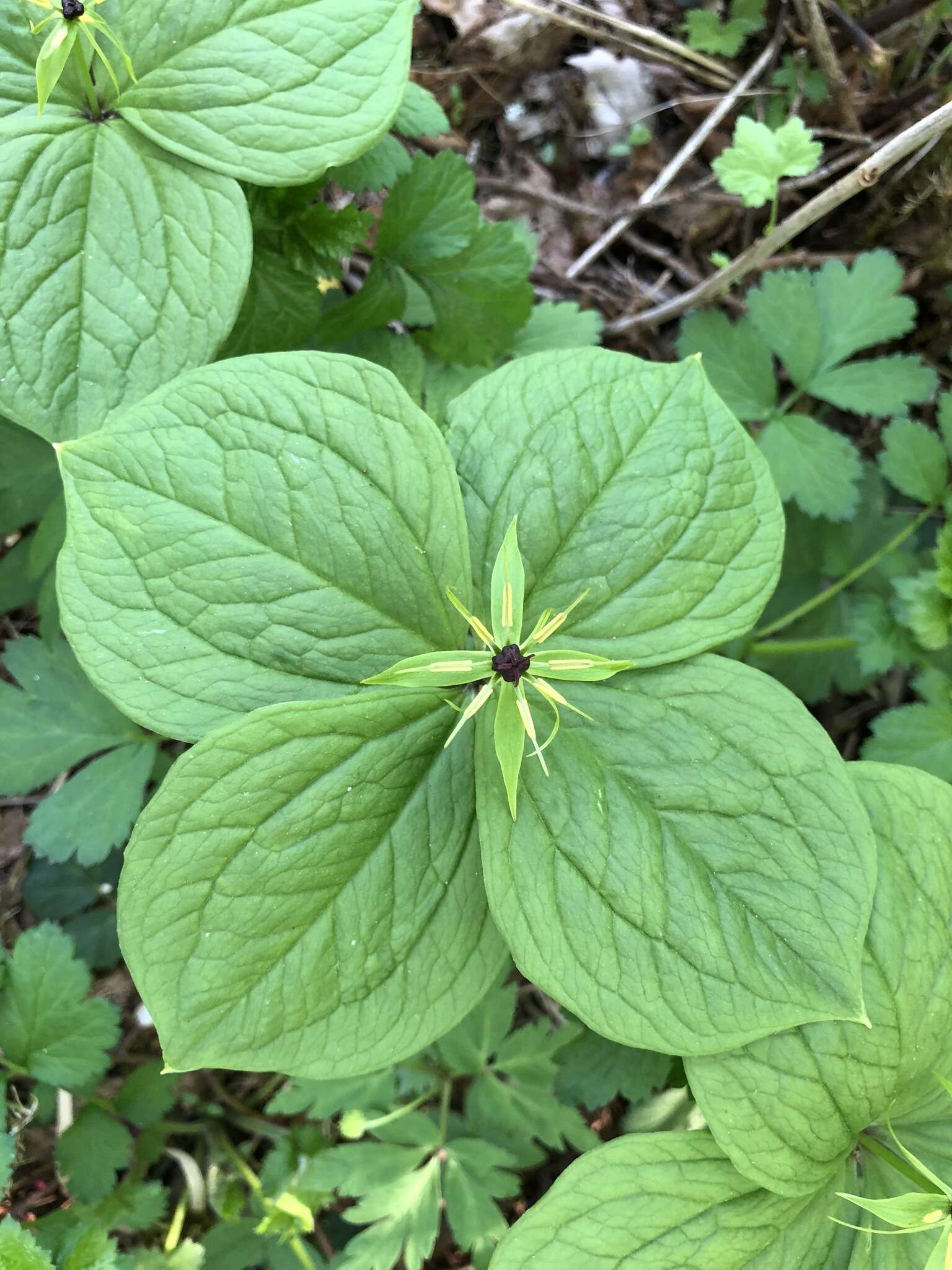 Image of herb Paris