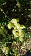 Image of Pomona milkvetch