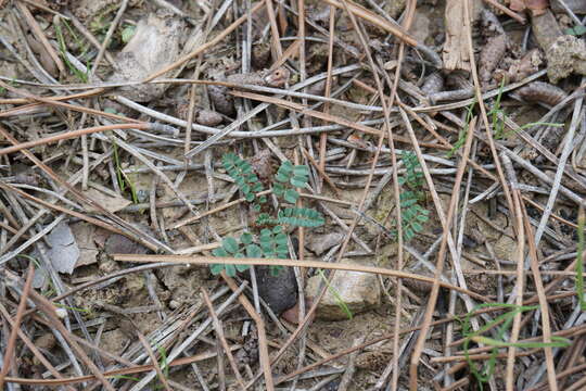 Sivun Astragalus guttatus Banks & Solander kuva