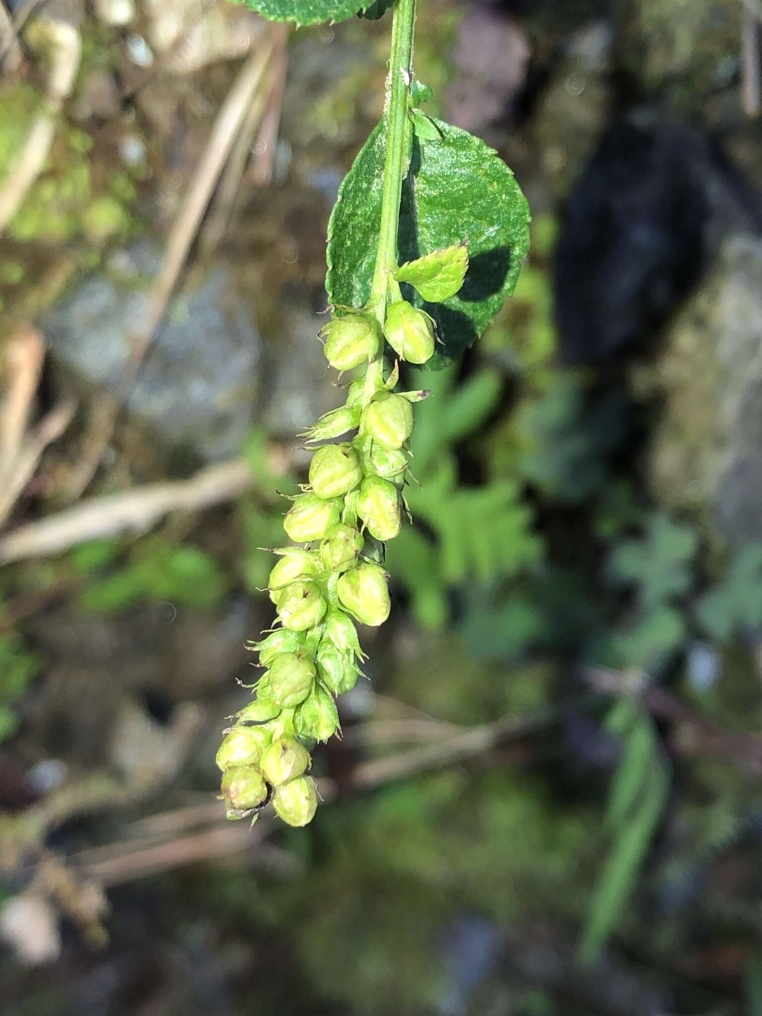 Image of Veronicastrum loshanense Tien T. Chen & F. S. Chou