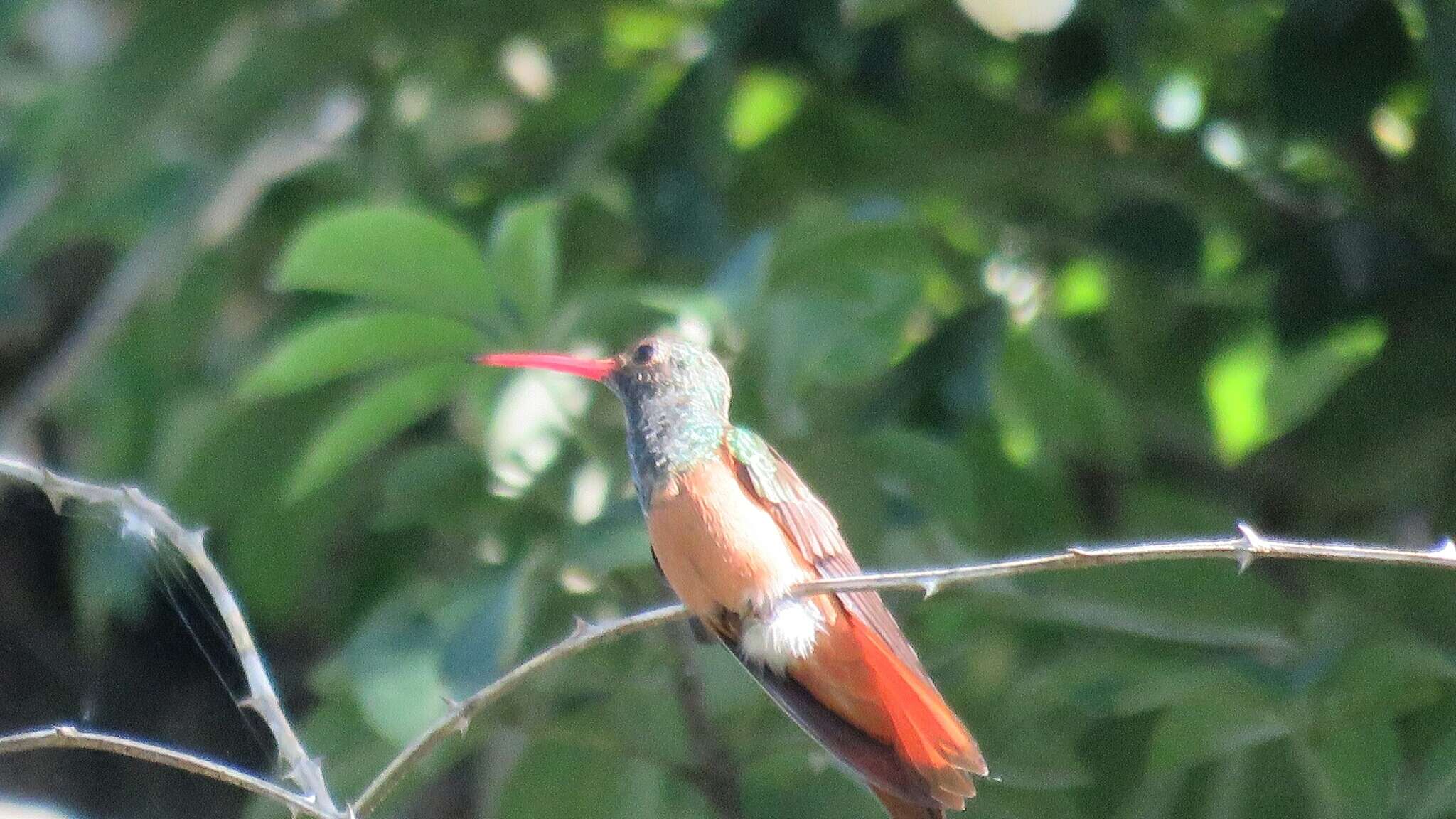 Imagem de Amazilia yucatanensis (Cabot & S 1845)