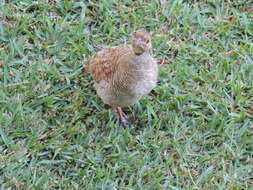 Image of Grey Francolin