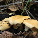 Cantharellus ferruginascens P. D. Orton 1969 resmi