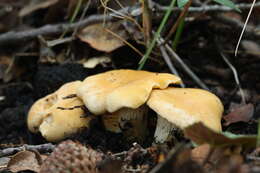 Image of Cantharellus ferruginascens P. D. Orton 1969