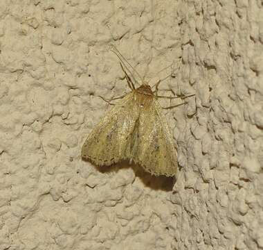 Image of white-mantled wainscot