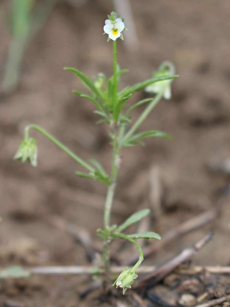 Image of Dwarf Pansy