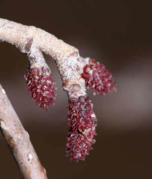 Слика од Alnus hirsuta (Spach) Rupr.