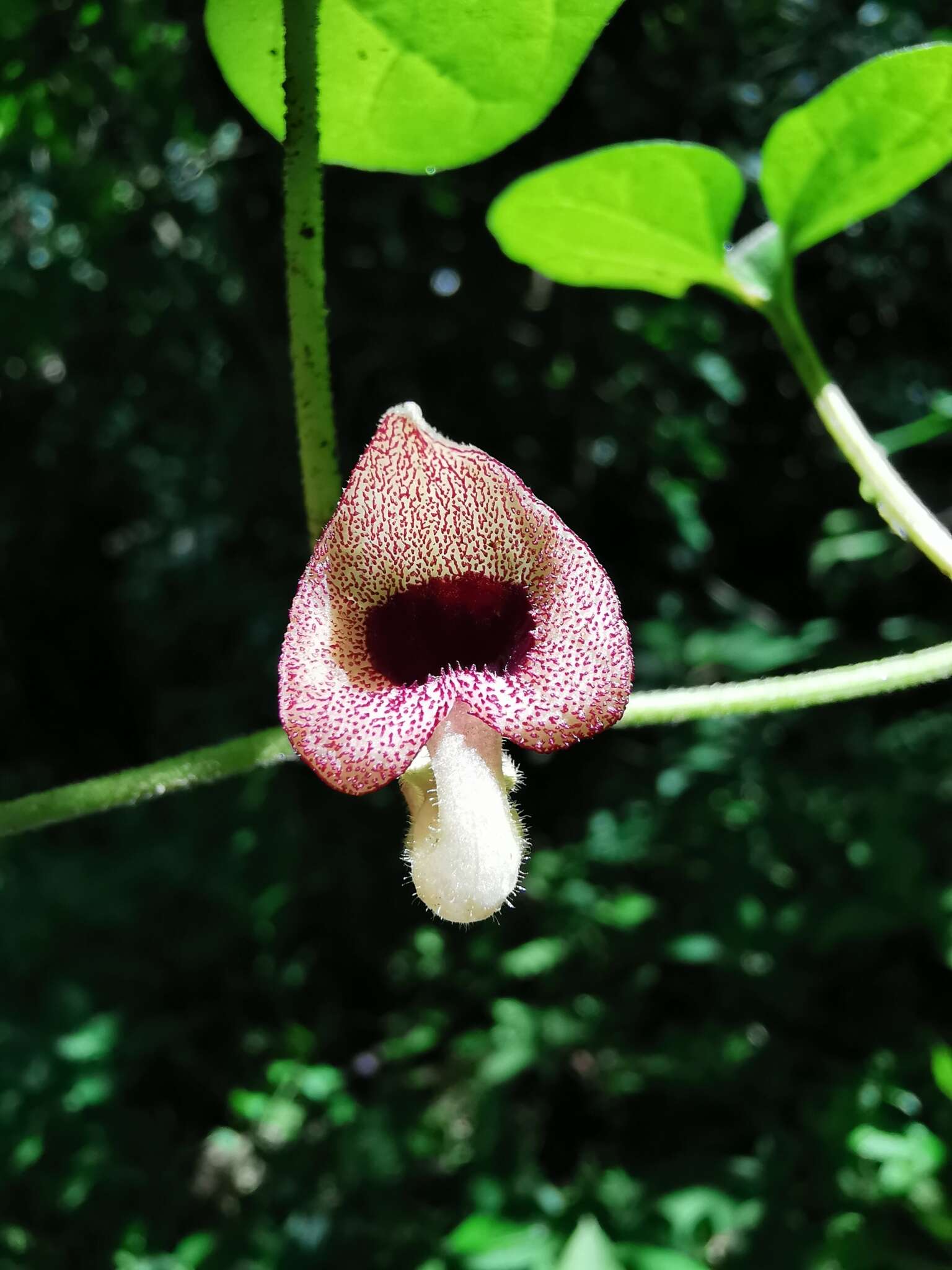 Image of Aristolochia pacifica Santana Mich. & Paizanni