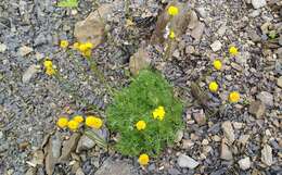 Image of Anthemis marschalliana Willd.