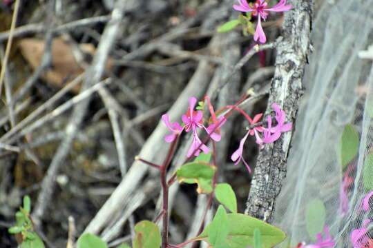 Image of red ribbons