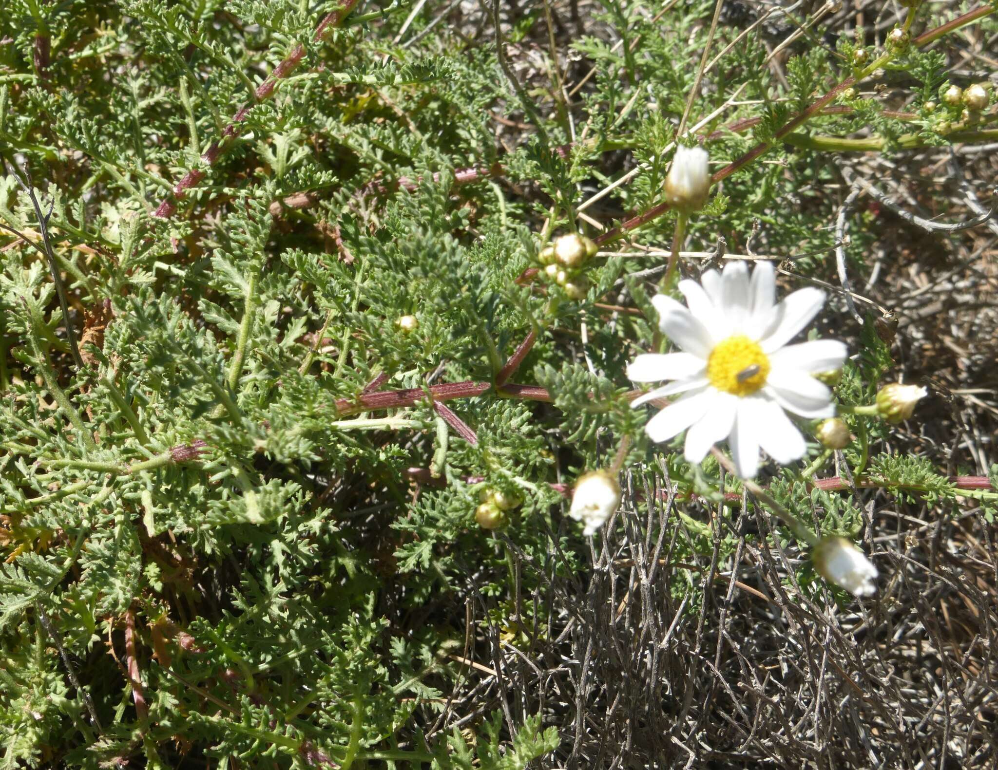 Argyranthemum adauctum subsp. canariense (Sch. Bip.) C. J. Humphries的圖片