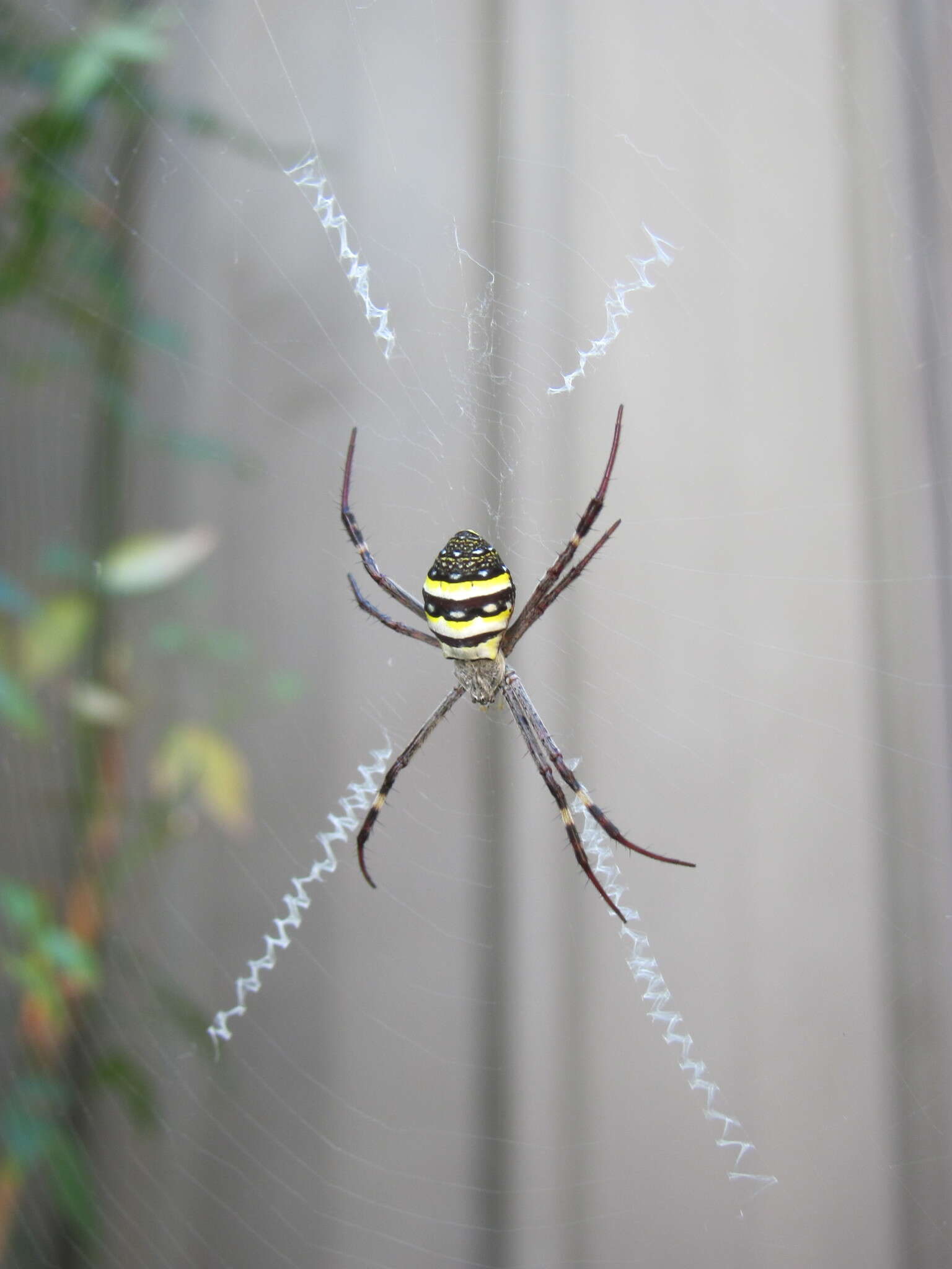 Imagem de Argiope keyserlingi Karsch 1878