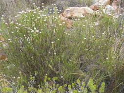 Image of Metalasia pulcherrima pallescens (Harv.) Karis