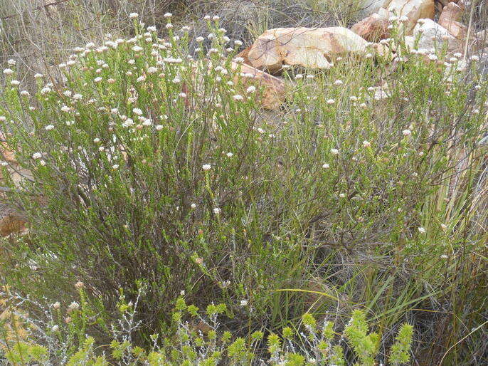 Image of Metalasia pulcherrima pallescens (Harv.) Karis