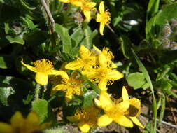 Image of Tetragonia herbacea L.