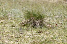 Image de Festuca idahoensis subsp. roemeri (Pavlick) S. G. Aiken