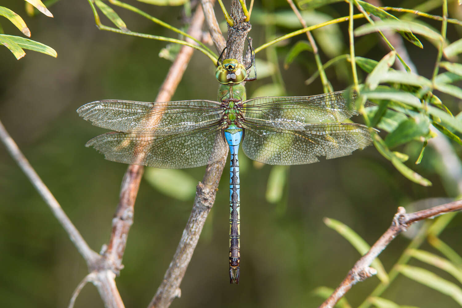 Слика од Anax junius (Drury 1773)