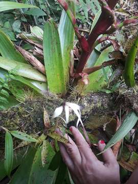 Image of Maxillaria ecuadorensis Schltr.