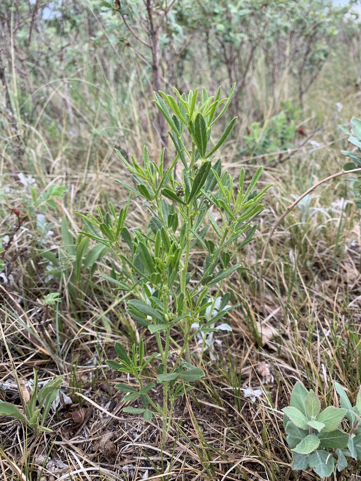 Imagem de <i>Ladeania lanceolata</i>