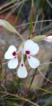 Image of Pelargonium naviculifolium E. M. Marais