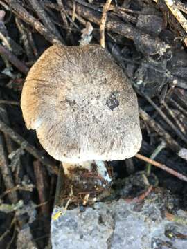 Image of Tricholoma moseri Singer 1989