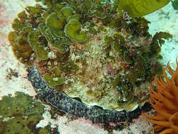 Image of Midas Ear Abalone