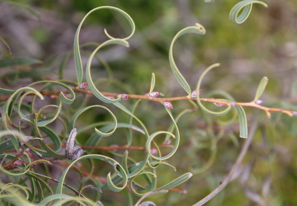 Plancia ëd Hakea stenocarpa R. Br.