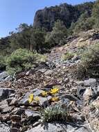 Image of Arizona four-nerve daisy