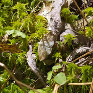 Sivun Petrophora subaequaria Walker 1860 kuva