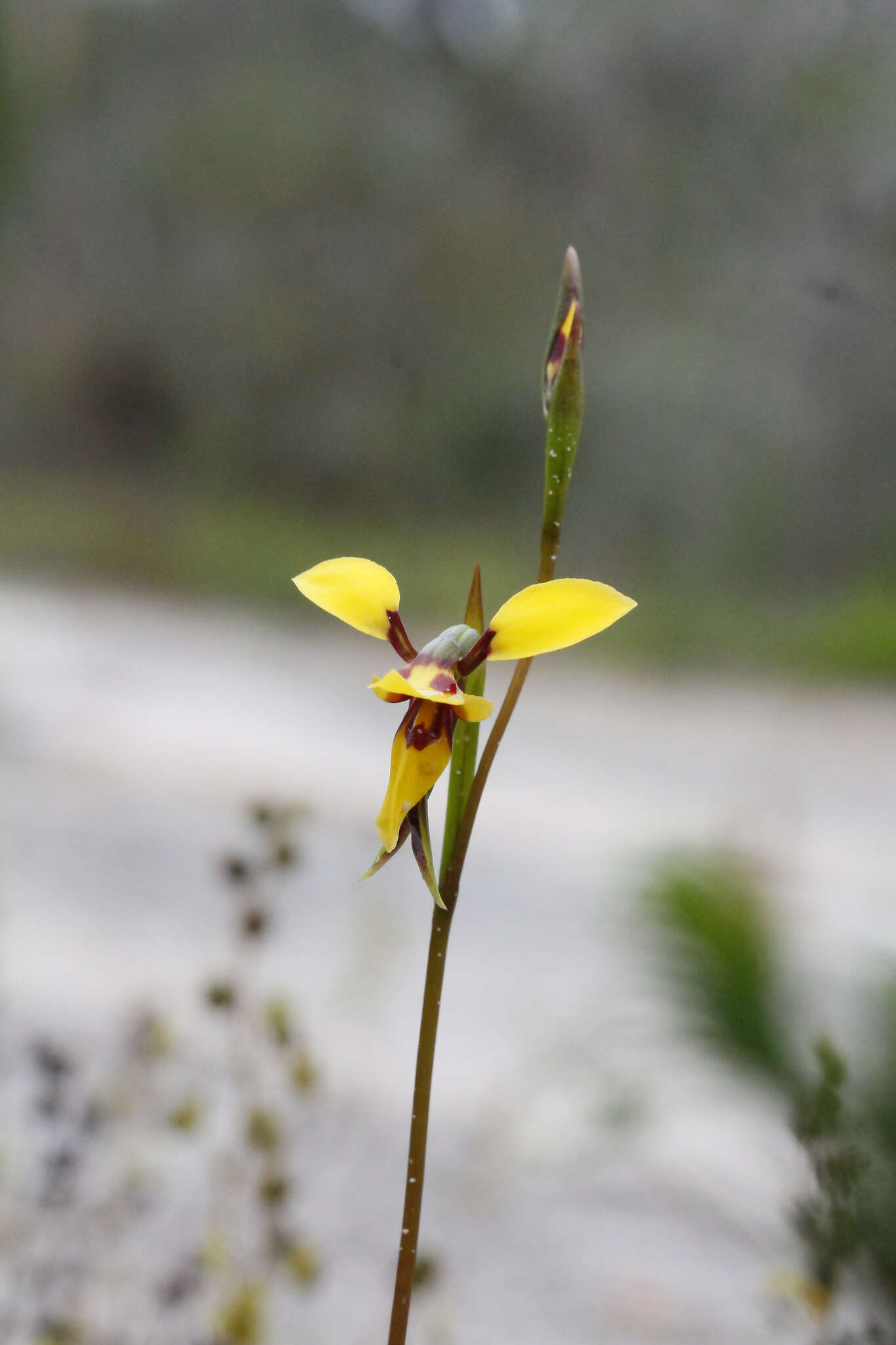Image of Short-leaved donkey orchid