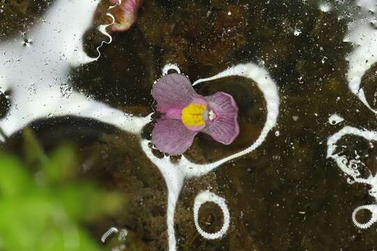 Image of Utricularia hydrocarpa Vahl