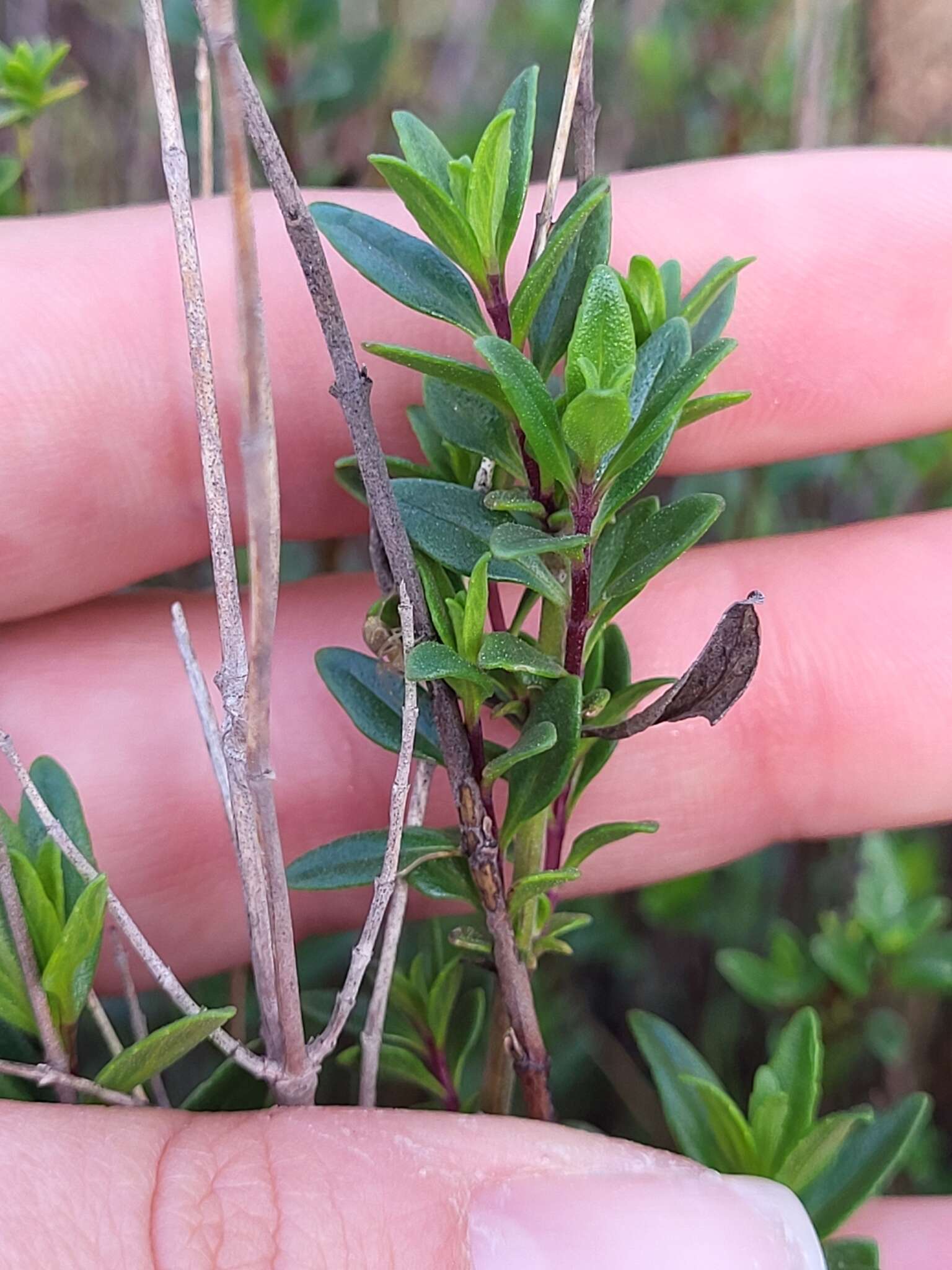 Image of Monardella stoneana Elvin & A. C. Sanders