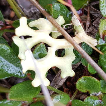 Imagem de Xanthoparmelia semiviridis (F. Muell. ex Nyl.) O. Blanco, A. Crespo, Elix, D. Hawksw. & Lumbsch