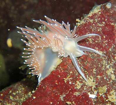 Coryphella trophina (Bergh 1890) resmi