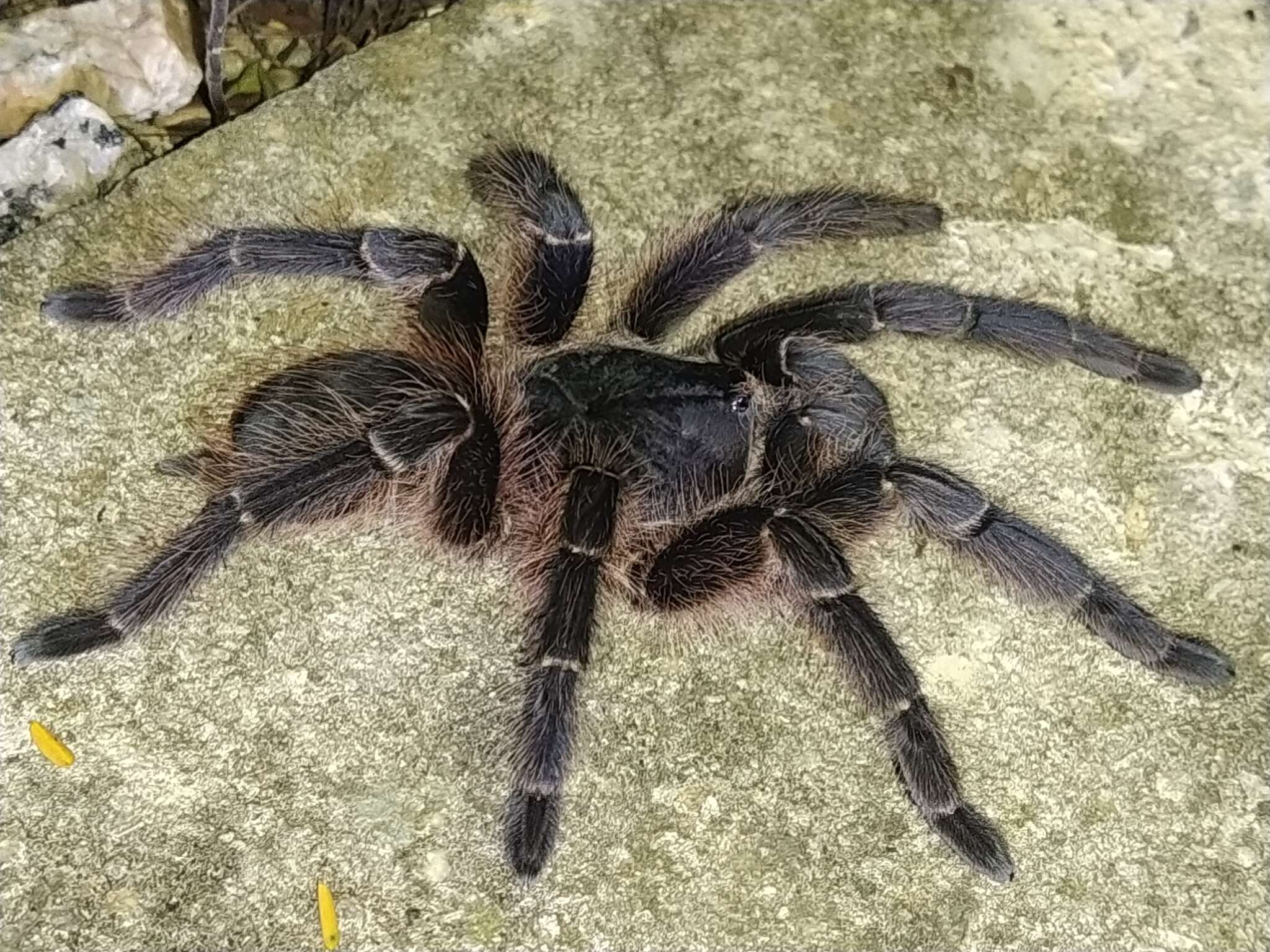 Image of Acanthoscurria paulensis Mello-Leitão 1923