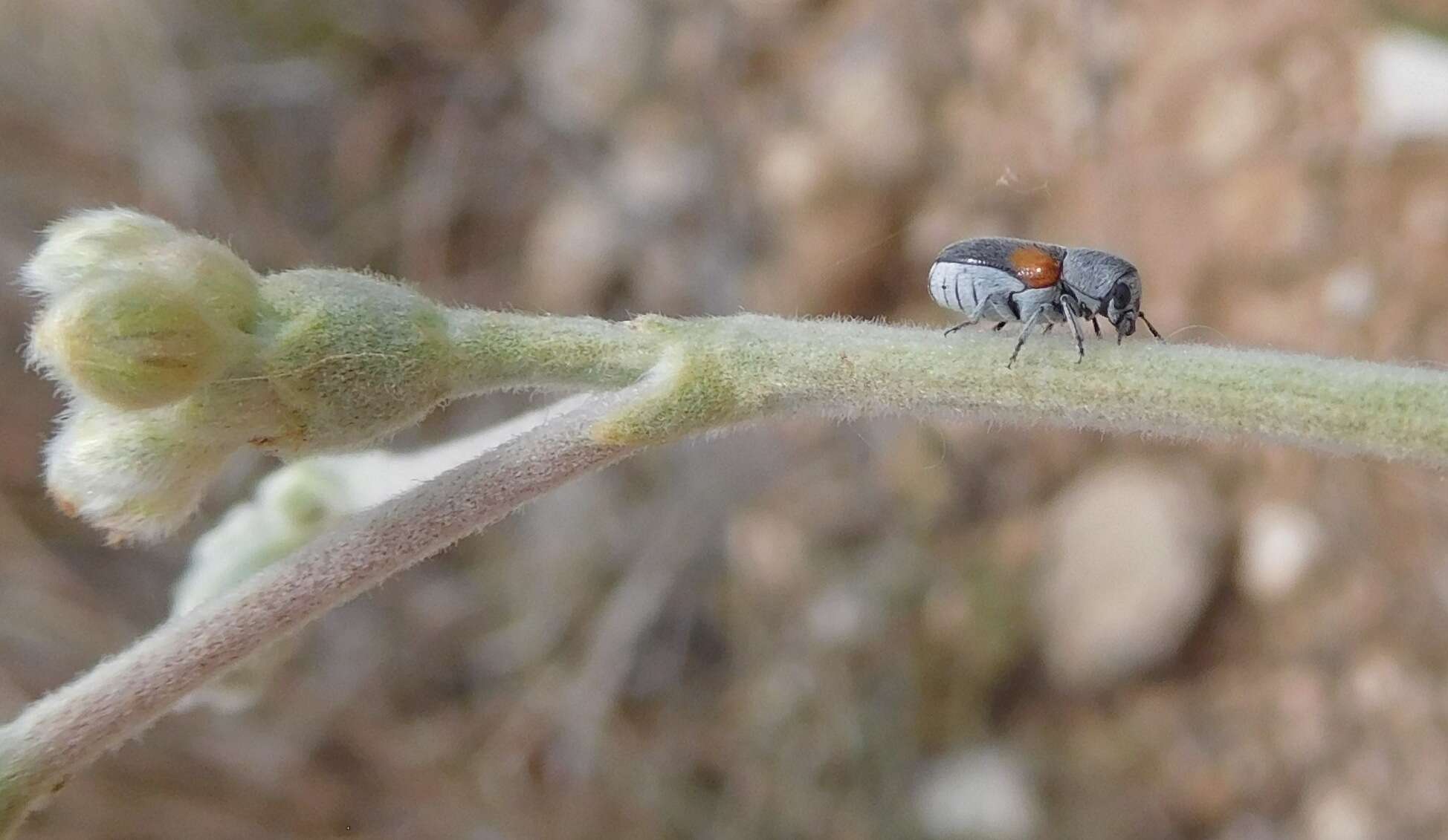 Imagem de Coleothorpa axillaris (J. L. Le Conte 1868)