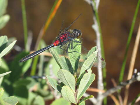 Image of Crimson-ringed Whiteface