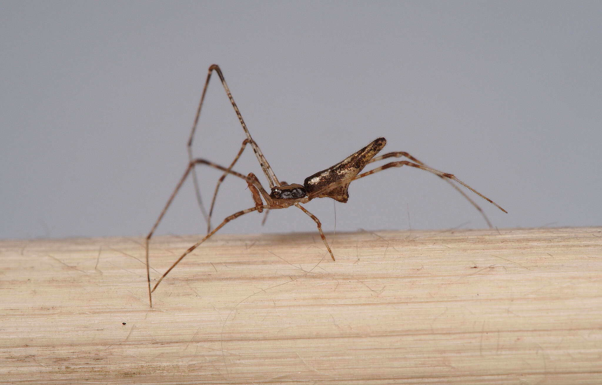 Image of Rhomphaea urquharti (Bryant 1933)