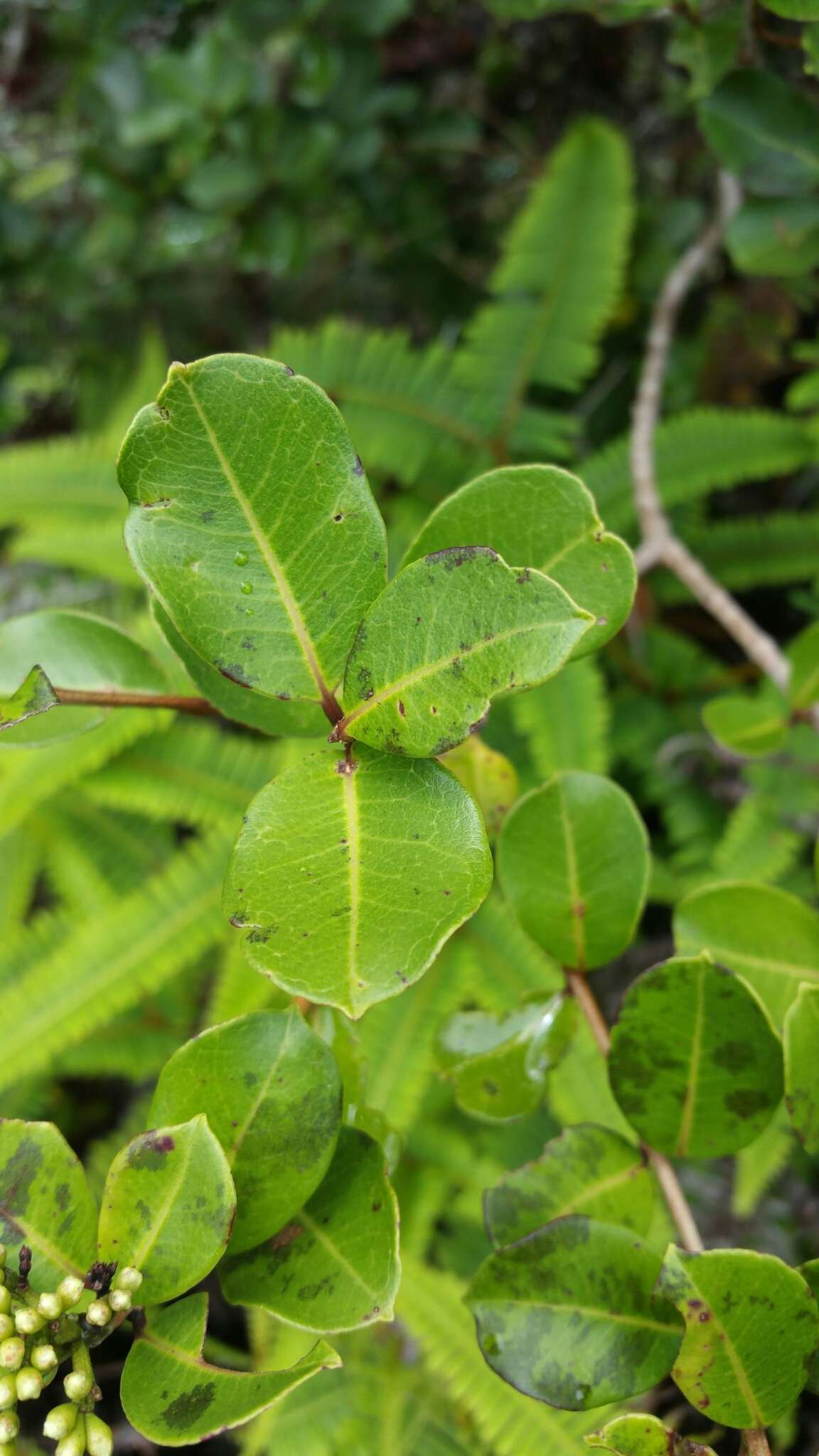 Plancia ëd Syzygium emirnense (Baker) Labat & G. E. Schatz