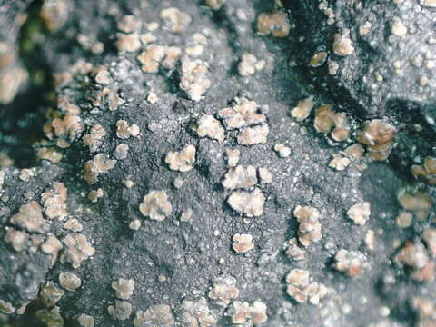 Image of miriquidica lichen