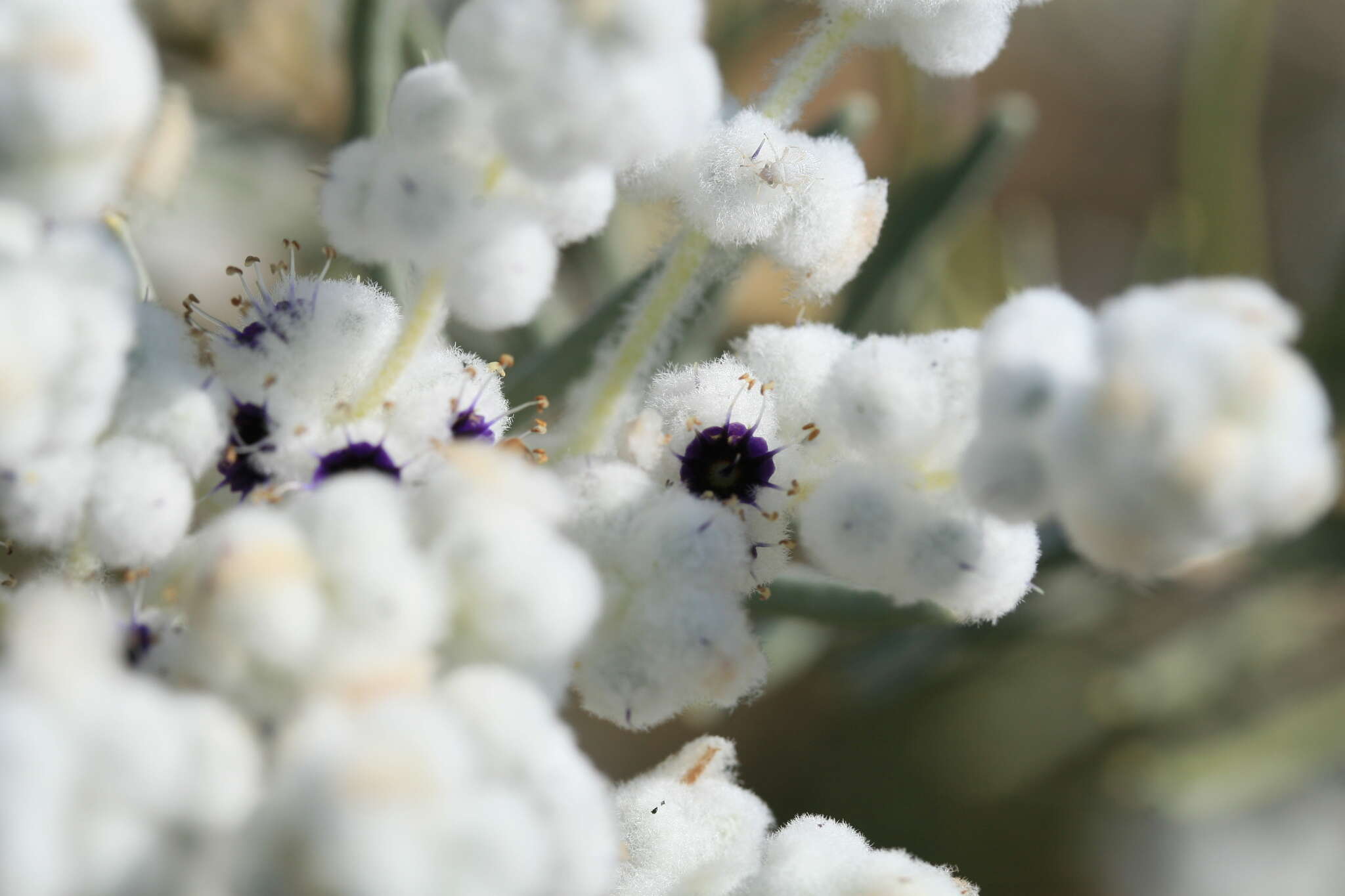 Image of Lachnostachys eriobotrya (F. Muell.) Druce