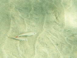 Image of West African Goatfish