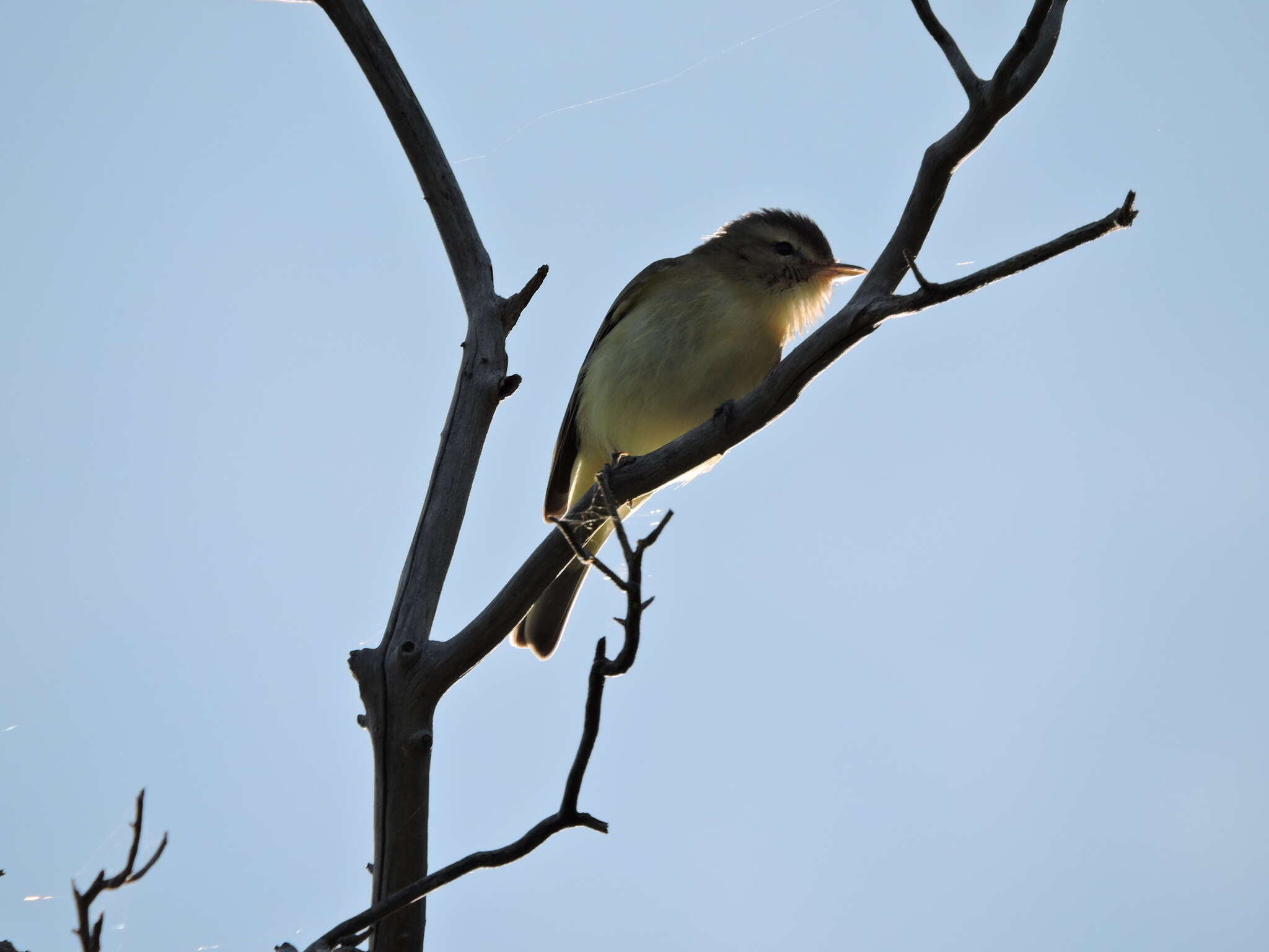 Image of Vireo gilvus victoriae Sibley 1940