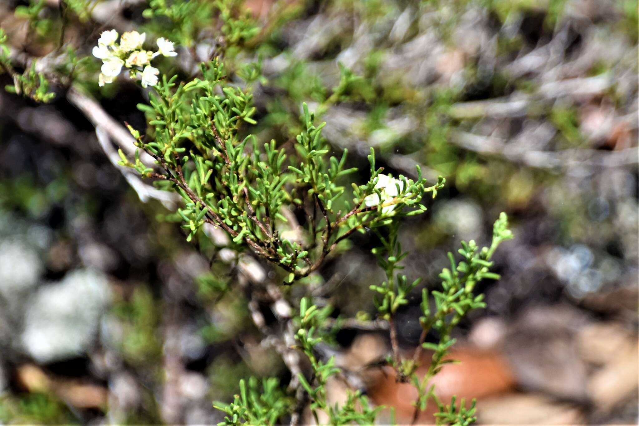 Image of Woody wireweed